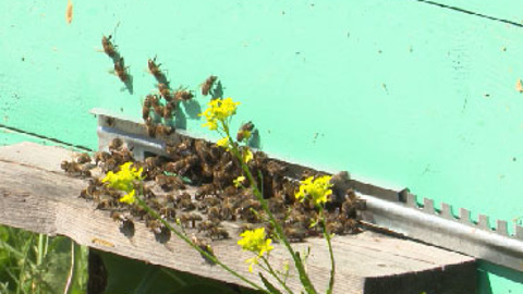 На Урале массово погибли пчелы