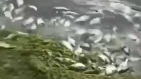 В Дагестане по неизвестной причине произошел массовый замор рыбы