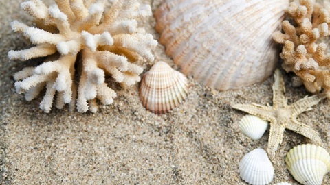 "Клара украла кораллы": сибирячка ответит за привезенные из Африки скелеты полипов