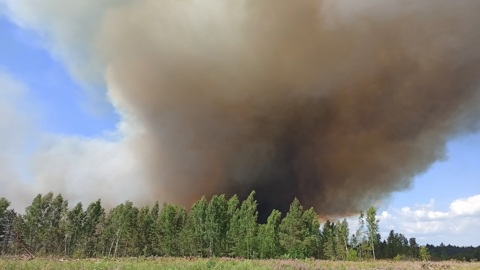Запрет на посещение лесов продлили в Волгоградской области