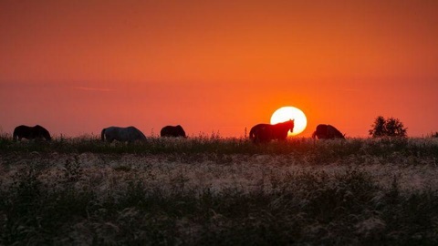Лошади в тульском заповеднике "Куликово поле" перешли на "ночной режим"