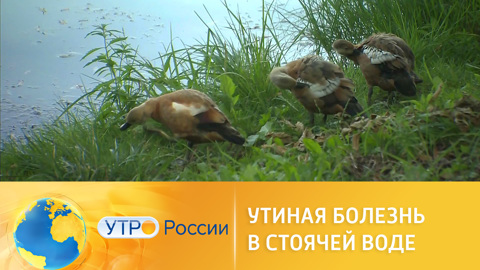 Утро России. Купаться запрещено: опасности стоячей воды