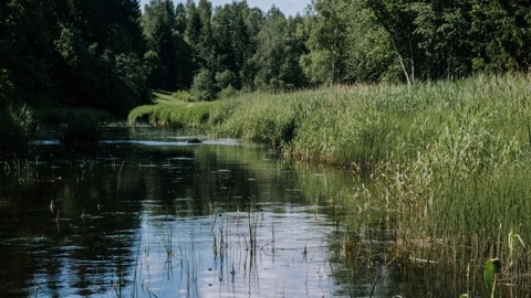 В камышах на пляже под Воронежем нашли труп женщины