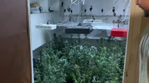 Подмосковный сантехник вырастил урожай конопли в арендованном подвале