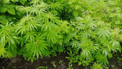 Жительница Приморья вырастила во дворе почти 600 кустов конопли