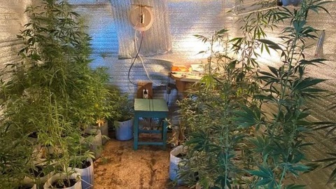 Пермяк выращивал коноплю в заброшенной деревне