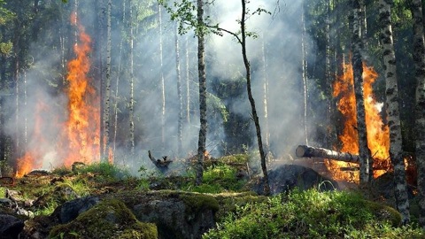Особый противопожарный режим установили в Тульской области