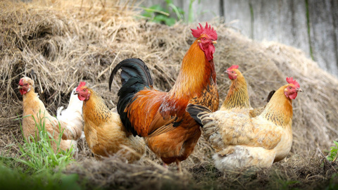"Вектор" оценил ситуацию с H5N6