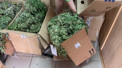Крупную наркоплантацию нашли в питомнике для животных в Подмосковье