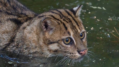 Новосибирский зоопарк показал фотографии удивительных водоплавающих кошек