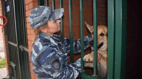 Кражу в Новосибирске помогла раскрыть служебная овчарка
