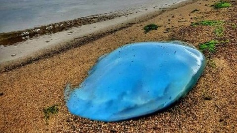 "НЛО", выброшенное на побережье: в Приморье обсуждают морскую находку