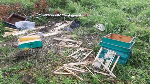Дело лап медведя: в Новосибирской области любитель меда напал на пасеку
