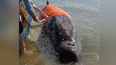 Прятали от солнца, поливали водой: на Сахалине спасли кита, застрявшего на мели