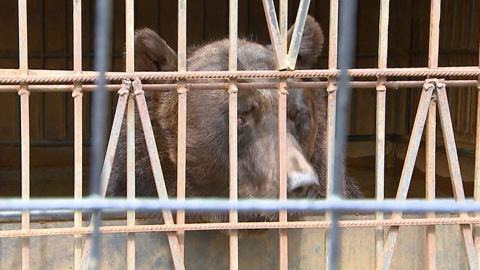 Зоозащитники обвинили московский ресторан в издевательстве над медведем и волком
