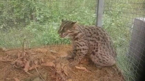 Приморские ветеринары выхаживают краснокнижного кота, попавшего в капкан