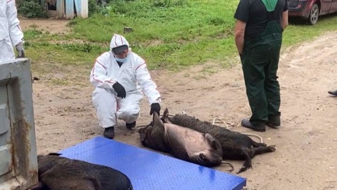 Из-за африканской чумы в архангельских хозяйствах изымают свиней
