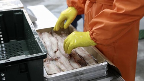 Экспорт рыбной продукции из Приморья в Южную Корею вырос почти в 2 раза