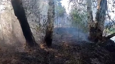 Тюменский воздух отравлен дымом лесных пожаров