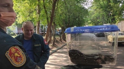 Королевского питона нашли у подъезда многоэтажки на северо-западе Москвы