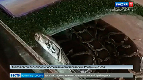 В Ленинградский зоопарк привезли 4-метрового питона, изъятого у жительницы поселка