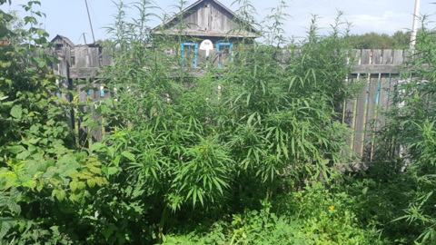 На Амуре мужчина вырастил на огороде 600 кустов конопли