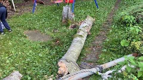 Береза рухнула на двух девочек в Новой Москве