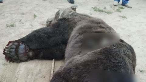 Голодный медведь забрался на кухню частного дома в Красноярском крае