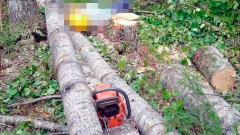 "Дерево-убийца": в Нижегородской области расследуют гибель рабочего на лесопилке
