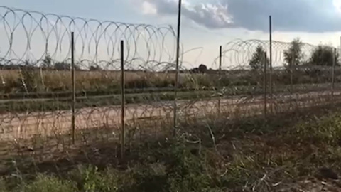 Третий лось погиб при попытке пересечь границу Литвы и Белоруссии