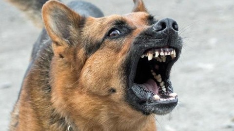 У собаки, которая загрызла свою хозяйку, выявили бешенство