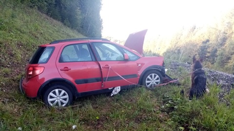 Трое москвичей попали в аварию по вине овчарки