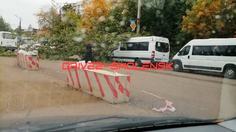 В Смоленске на маршрутку упало дерево