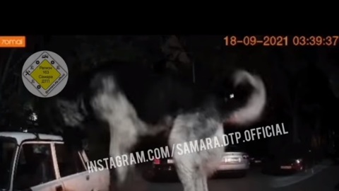 В Самаре бездомные собаки разгромили автомобиль
