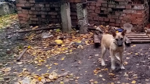 Без воды и еды: в Ржеве неравнодушные взяли щенка, привязанного к трубам теплотрассы