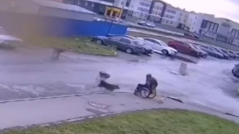 ЧП. Схватка инвалида-колясочника со стаей бродячих собак попала на видео