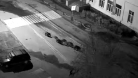 Стадо кабанов гуляло по центру Карелии