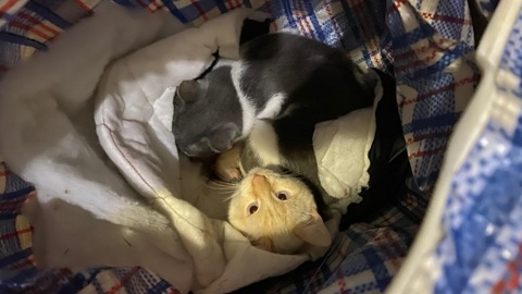 Под Новосибирском волонтеры спасли рожающую кошку и кота, выброшенных в сумке