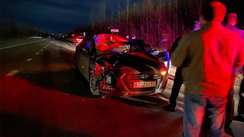 Транспорт всмятку: под Апатитами автомобиль сбил лося