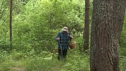 В орловском лесу заблудилась семья с детьми
