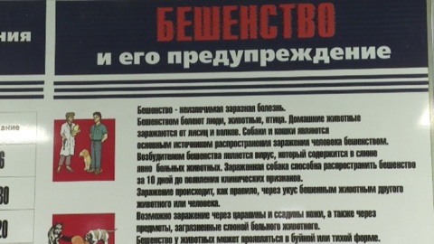 В поселке Тамбовской области ввели карантин после выявления случая бешенства