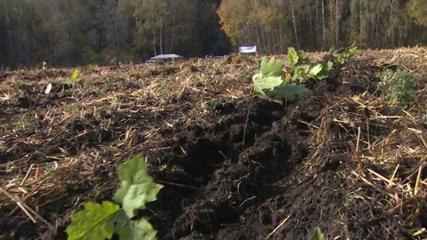 В Орловской области запасут тонны желудей для восстановления дубрав