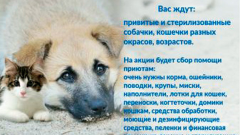Акция по раздаче бездомных животных состоится в Переславле