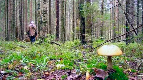 С начала грибного сезона в Ивановской области мертвыми нашли 9 человек