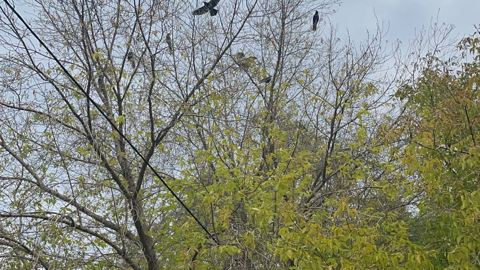 Вороны загнали сову "в угол" в центре Красноярска