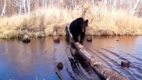 "Плюхнулся в воду": неуклюжий медведь попал на видео в Амурской области