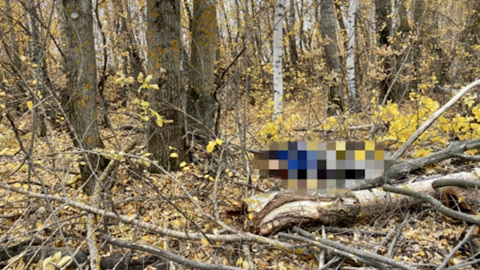 Мертвое дерево убило лесоруба в Саратовской области