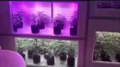 Гаражную плантацию конопли обнаружили полицейские в Балакове