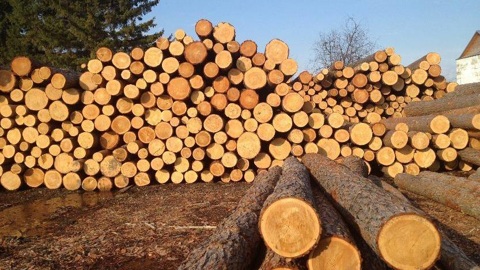 В Пермском крае незаконно вырубили лес на сумму около 6 млн рублей