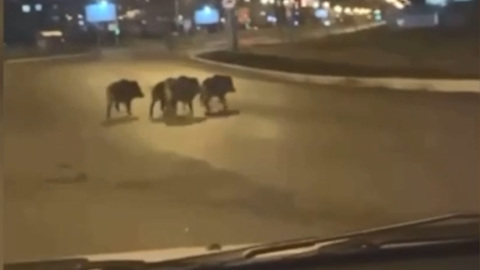 На улицах Нижнего Тагила заметили диких кабанов